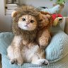 Lionpig 的头像