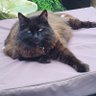 Kittylover profil fotoğrafı