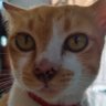 Profilbild von Zheng Ling