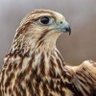 Profilbild von الفهـري 🦅