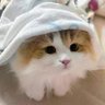 Profilbild von 新桃换旧符