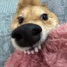 Profilbild von 狗牌充电宝