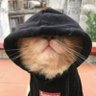 Larynx's profile picture