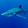 Profilbild von BlueShark