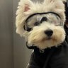 驴狗狗's profile picture