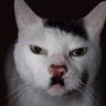 Profilbild von Foşix Kedi