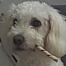 Ruptured Mind's profile picture