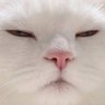 meonghaseo's profile picture