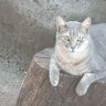 Mr. Nino profil fotoğrafı