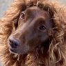 (((Zelda Dogger)))'s profile picture