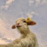 ببعی profil fotoğrafı