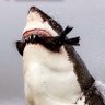L’amiral's profile picture