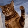 Фото профиля Feline Disapproval