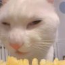 GABO's profile picture