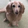 けやきち profil fotoğrafı