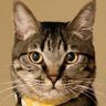 Profilbild von 🍊漢方専門医ねこちん🐈中医学・漢方クリニック・漢方内科・漢方皮膚科