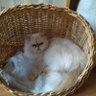 Світлана Бєлова's profile picture