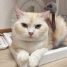 らてまる's profile picture