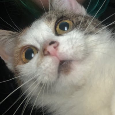 myfrkshow's profile picture