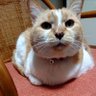 Profilbild von けんけん