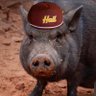 Фото профиля pigs no blanket