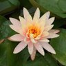 Фото профиля G_Niloofaremordab