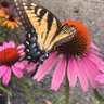flutterby7 profil fotoğrafı