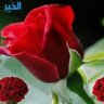 Profilbild von Mahmood Tariq