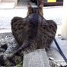 Фото профиля たまた
