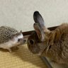 かんな🐰🦔🦔🐢's profile picture