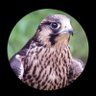 شاهين's profile picture