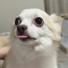 ちわわんこ🐶🎀 的头像
