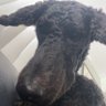 han profil fotoğrafı