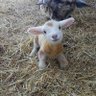 Chi profil fotoğrafı