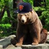 hibearnation 的头像