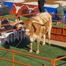 Фото профиля Texasbychoice