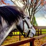 ユマ@8.11~16 北海道🐴 的头像