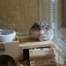 ひかPON 的头像