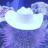 Pardner 2.0 profil fotoğrafı