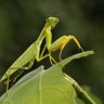 Florian Adler's profile picture