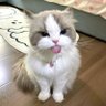 Фото профиля _Hanni_Cat_🐱