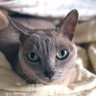 Фото профиля うみさん(みどりのハエ🐈💛)