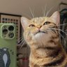 Фото профиля cats daily