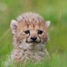 ZadeTheCheetah's profile picture