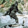 The Sasquatch 🏳️🌈🔞 profil fotoğrafı