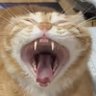 Бешеный принтер's profile picture