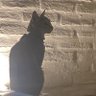Adamari's profile picture
