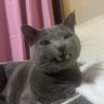 Profilbild von めろチャン🐾