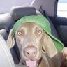 Фото профиля Weimdog