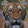 close profil fotoğrafı